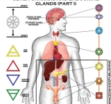 SETTE CHAKRA E GHIANDOLE ENDOCRINE